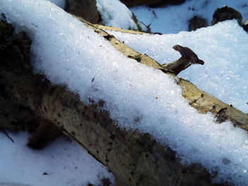 Close-up of crocodile in winter