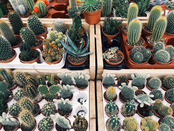 High angle view of variety of succulent plants in store