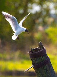 Close-up of bird flying