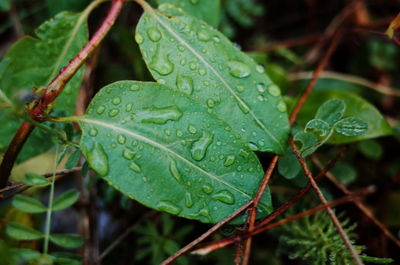 Close-up of wet plant leaves during rainy season