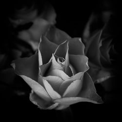 Close-up of rose blooming outdoors