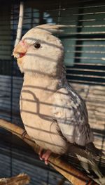 Close-up of a bird in cage