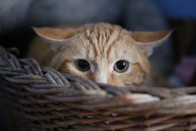 Close-up portrait of kitten in basket