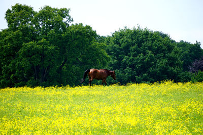 Horse grazing on field against sky