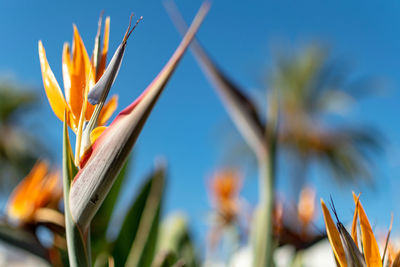 A garden of tropical bird of paradise flowers bokeh image