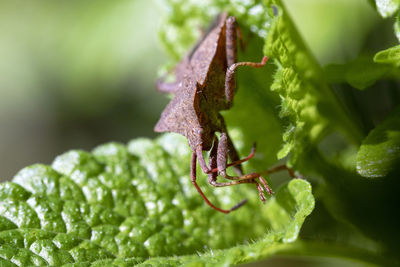 Close-up of insect on leaves