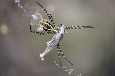 Close-up of spider on web