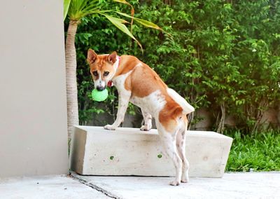 A cute white and brown ridgeback dog tie standing at concrete bar with green ball in mouth.