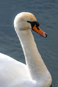 Close-up of duck