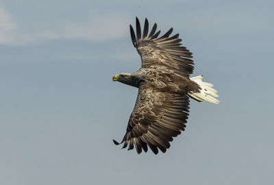 Low angle view of eagle flying in sky