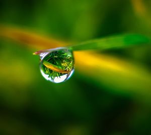 Close-up of water drops on leaf