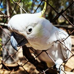 Close-up of a bird
