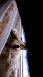 Close-up of a dog looking through window