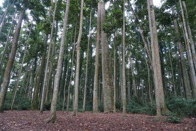 Low angle view of bamboo trees in forest