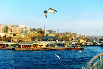 Seagull flying over sea by city against sky