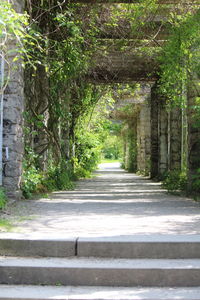 Road amidst trees in forest