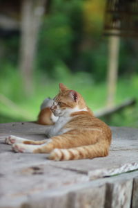 Cat relaxing outdoors