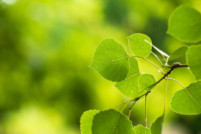 Close-up of green leaves on plant