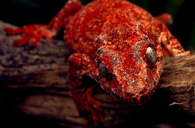 Close-up of crab