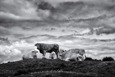 Cows on landscape against sky