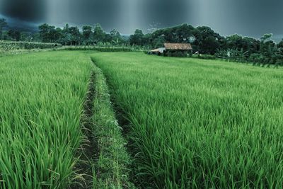 Scenic view of rice field against sky