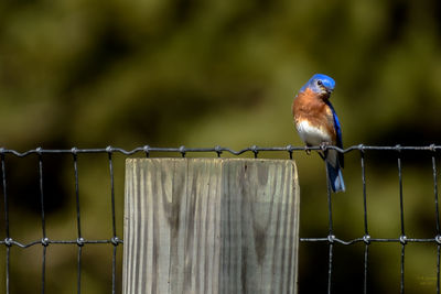 Close-up of bird perching outdoors