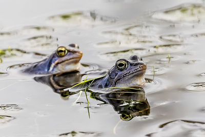 Moor blue frogs