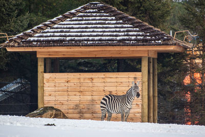 View of an animal on snow covered field