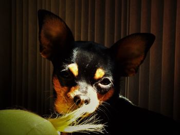 Close-up of miniature pinscher dog against wall