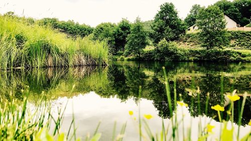 Scenic view of lake by trees