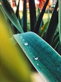 Close-up of wet leaf