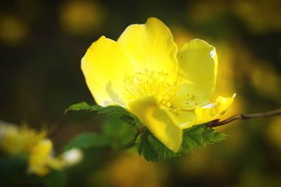 Close-up of yellow flower blooming outdoors