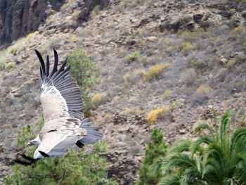 Close-up of eagle flying