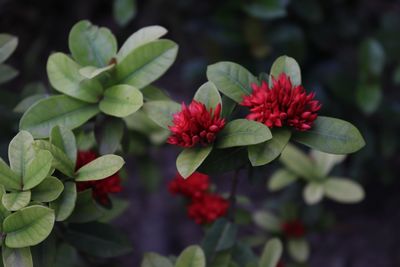 Close-up of flowering plants