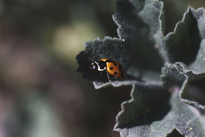 Mariquita, ladybug o chinita en flor, orange ladybug
