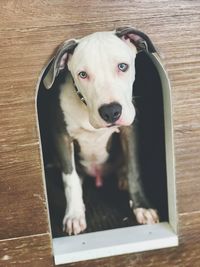 High angle portrait of dog on floor