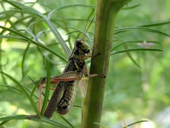 Close-up of insect on plant