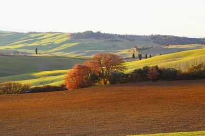 Scenic view of agricultural field against sky