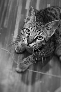 Close-up portrait of a cat