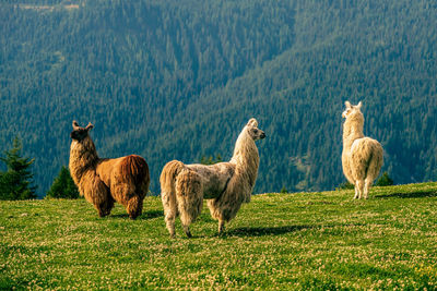 Llama in the sexten dolomites in italy.