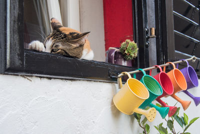 Cat sleeping on window