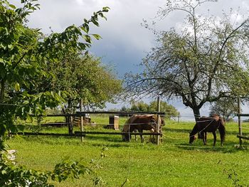 Horse grazing on field against sky