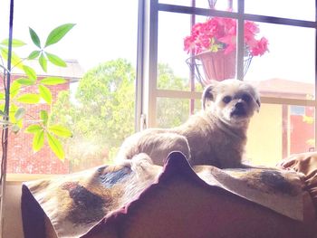 Portrait of dog relaxing on window