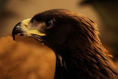 Close-up of a bird looking away