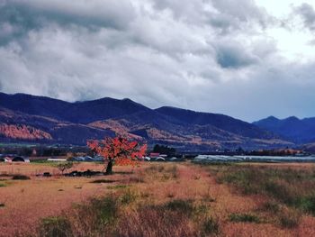 Scenic view of field against sky