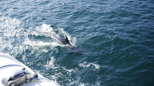 High angle view of crab in sea