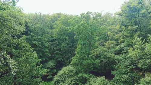 View of lush trees in forest