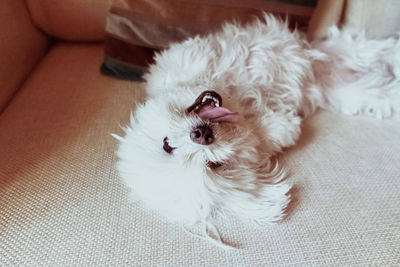 Portrait of dog lying on sofa at home