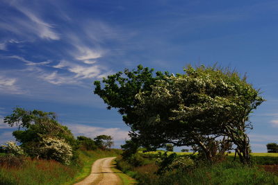 Trees on field against sky