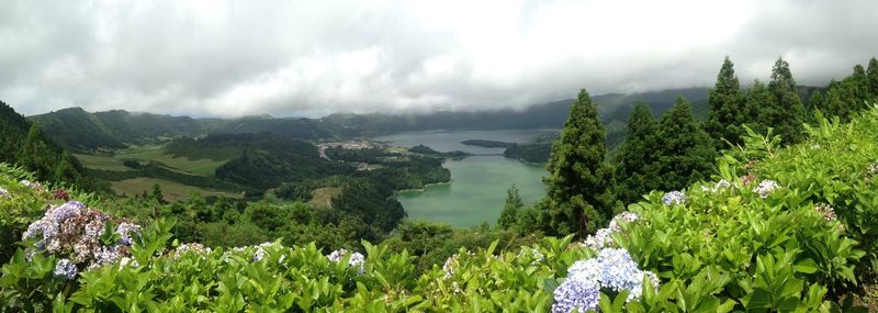 Panoramic view of trees on landscape against sky